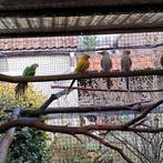 Baraband en Princes, Dieren en Toebehoren, Geringd