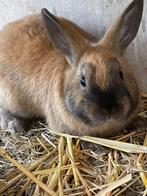 Mannelijk dwergkonijn, Dieren en Toebehoren, Konijnen, Mannelijk