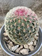 Echinocereus Rigidissimus Rubispinus, Maison & Meubles, Plantes d'intérieur, Cactus, Envoi, Moins de 100 cm