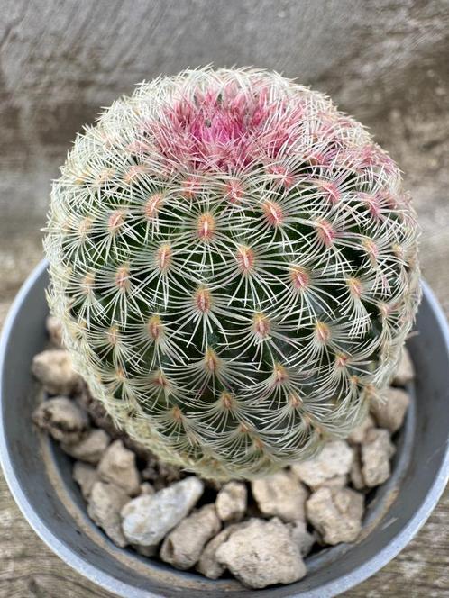Echinocereus Rigidissimus Rubispinus, Maison & Meubles, Plantes d'intérieur, Cactus, Moins de 100 cm, Envoi