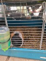 Gratis cavia geboren in april 2025, Dieren en Toebehoren, Knaagdieren en Konijnen | Hokken en Kooien, Ophalen, Cavia