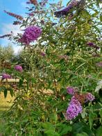 Vlinderstruik, Tuin en Terras, Ophalen of Verzenden