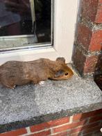 Cavia beertje, Dieren en Toebehoren, Knaagdieren, Cavia