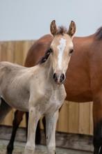 Prachtig valk merrie veulen BRP, Dieren en Toebehoren, Merrie, Gechipt, Dressuurpony, 0 tot 2 jaar