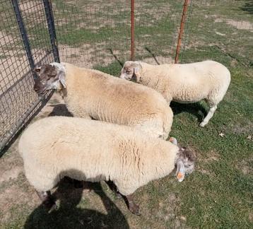 Agneaux mâles 6-7 mois à vendre, Mâle, Mouton