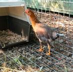 haan bijna 3 maand, Dieren en Toebehoren, Pluimvee