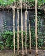 Tuinplanten en bamboestokken, Tuin en Terras, Planten | Tuinplanten, Ophalen, Varens