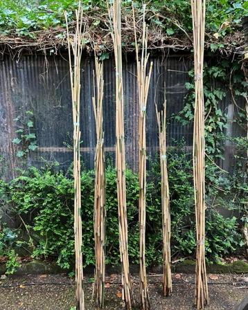 Tuinplanten en bamboestokken beschikbaar voor biedingen