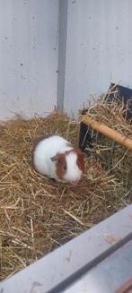 Cavia beertjes, Dieren en Toebehoren, Knaagdieren, Cavia, Mannelijk, Tam, Oktober