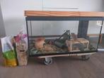 2 Gerbils met kooi/terrarium + voer en stro, Dieren en Toebehoren, Januari, Mannelijk, Overige typen