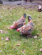 Broedeieren Nederlandse Sabelpootkriel, Dieren en Toebehoren, Pluimvee