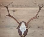 Trophée de chasse cerf, Enlèvement, Comme neuf, Cerf, Crâne