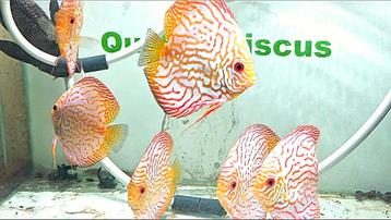 Discus yellow checkerboard beschikbaar voor biedingen