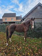 Leuke merie, Animaux & Accessoires, Chevaux