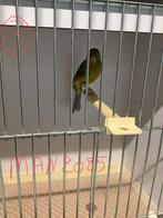 2 koppels raza kanaries te koop, Animaux & Accessoires, Oiseaux | Canaris, Plusieurs animaux, Canari de posture