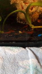 Rode garnaal / crevette rouge d aquarium, Dieren en Toebehoren, Vissen | Aquariumvissen