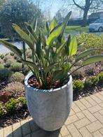 Strelizia Regina (zonder pot), Tuin en Terras, Planten | Tuinplanten, Volle zon, Vaste plant, Zomer, Ophalen