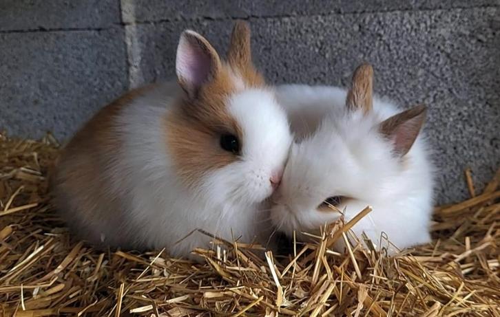 Lapin nain, Animaux & Accessoires, Autres accessoires pour animaux, Neuf, Enlèvement