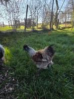 2 jonge patrijs zijdehoentjes, Dieren en Toebehoren, Pluimvee