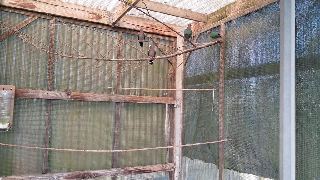 Groenvleugel duiven koppels 50 euro per Koppel geringd