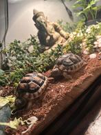 2 landschildappen + terrarium, Dieren en Toebehoren, Schildpad, Met terrarium, 0 tot 2 jaar