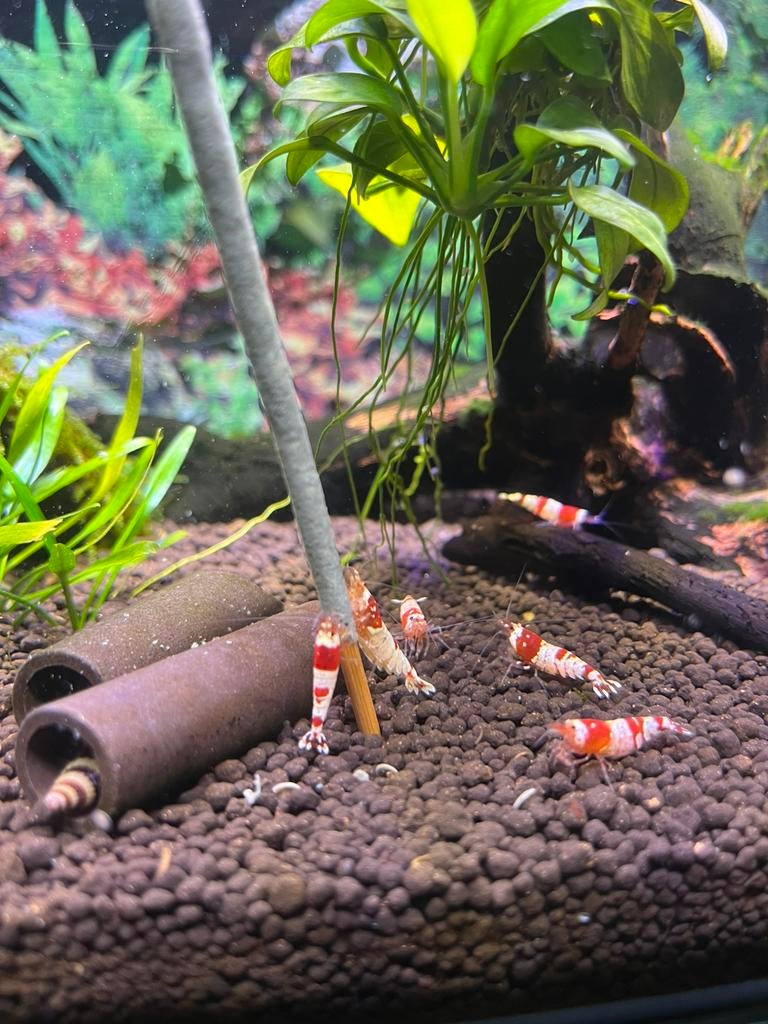 Crystal red garnalen, Dieren en Toebehoren, Vissen | Aquariumvissen