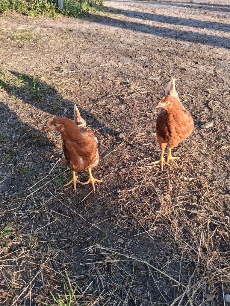 Jonge leghennen, Dieren en Toebehoren, Pluimvee, Vrouwelijk, Kip