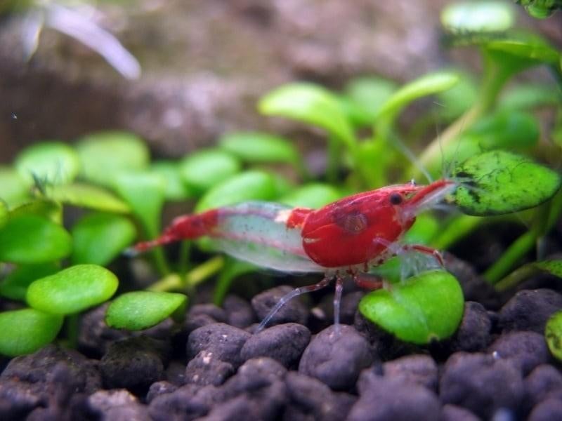 Red rili neocardina garnalen