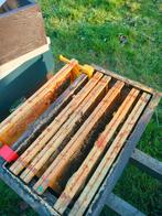 Bijenvolk Carnica op Simplex, Dieren en Toebehoren, Bijen