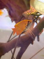 Honing gourami, Vis, Zoetwatervis, Schoolvis
