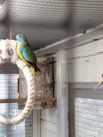 Splendide pop de 2025, Animaux & Accessoires