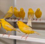 Gele kanaries, Dieren en Toebehoren, Vogels | Kanaries, Meerdere dieren, Kleurkanarie