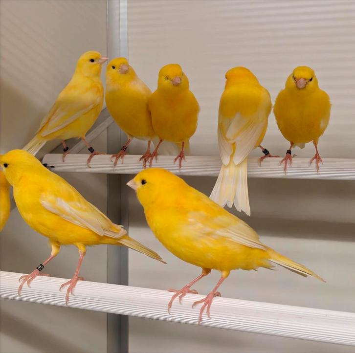 Gele kanaries, Dieren en Toebehoren, Vogels | Kanaries, Kleurkanarie, Meerdere dieren