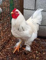 Brahma haan 9 maand, Dieren en Toebehoren, Pluimvee, Mannelijk, Kip