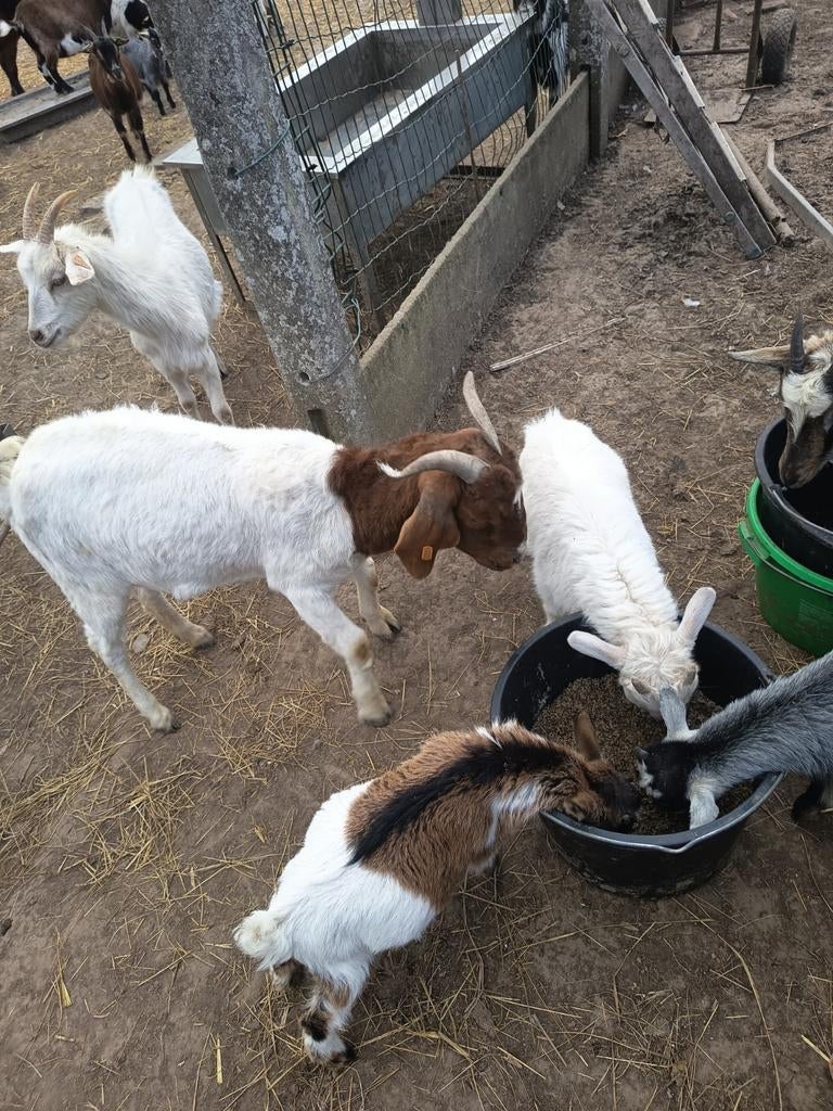 Boerregeit, Dieren en Toebehoren, Vrouwelijk, Geit, 0 tot 2 jaar