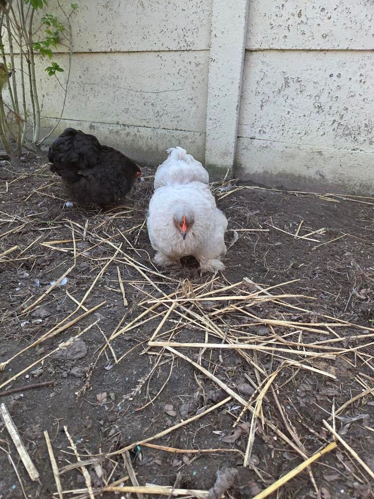 Cochin krielen + 2 kuikens, Dieren en Toebehoren, Pluimvee, Vrouwelijk, Kip