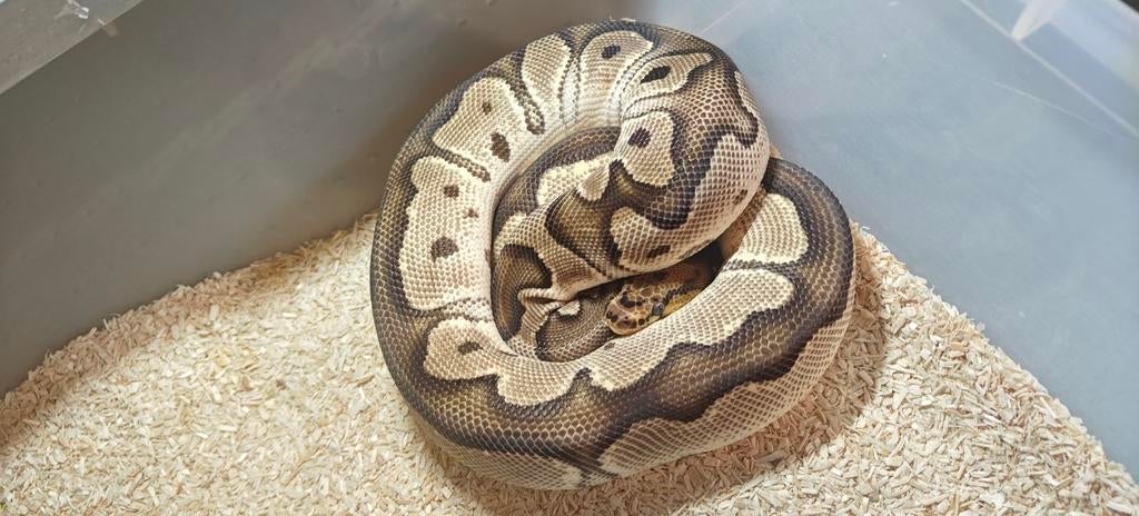 Groep regius., Serpent, Domestique, 0 à 2 ans