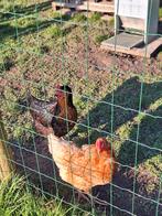 Zeer stevig Kippenhok gratis + 2 kippen., Ophalen, Zo goed als nieuw, Kippenhok of Kippenren