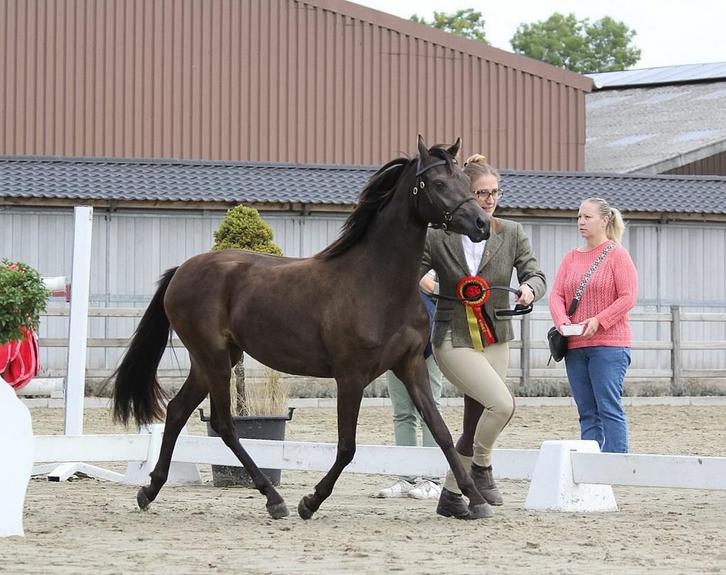Mooie 3 jaarse welsh merrie., Animaux & Accessoires, Chevaux, Jument, B