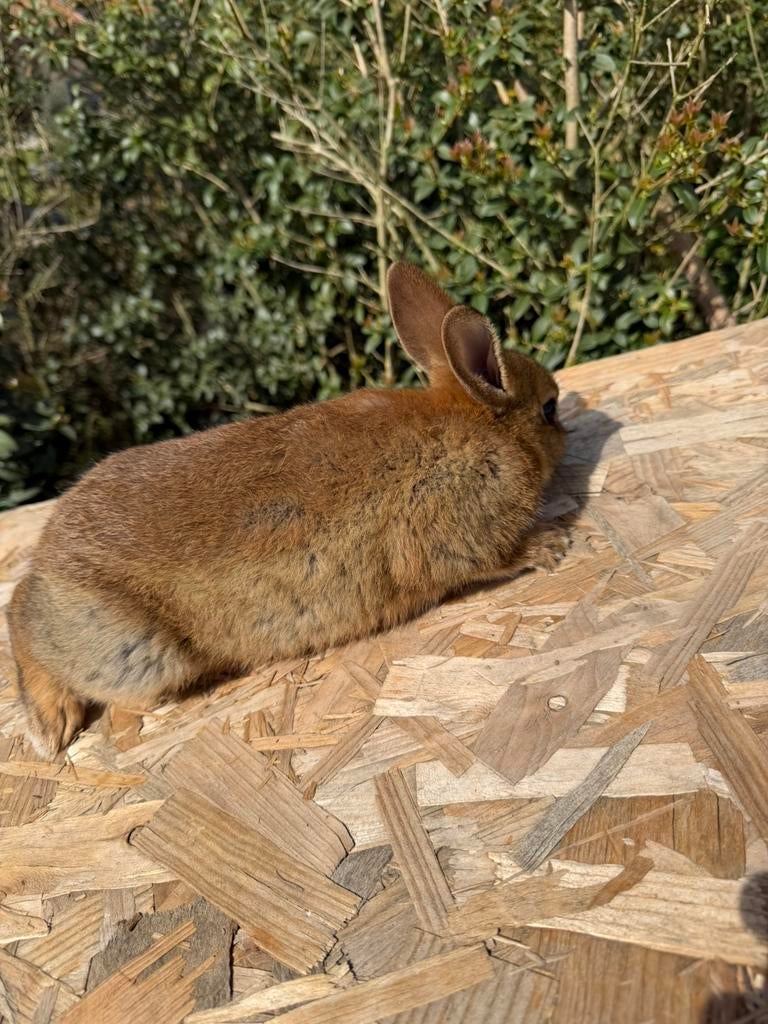 Steenkonijn bok 10 weken
