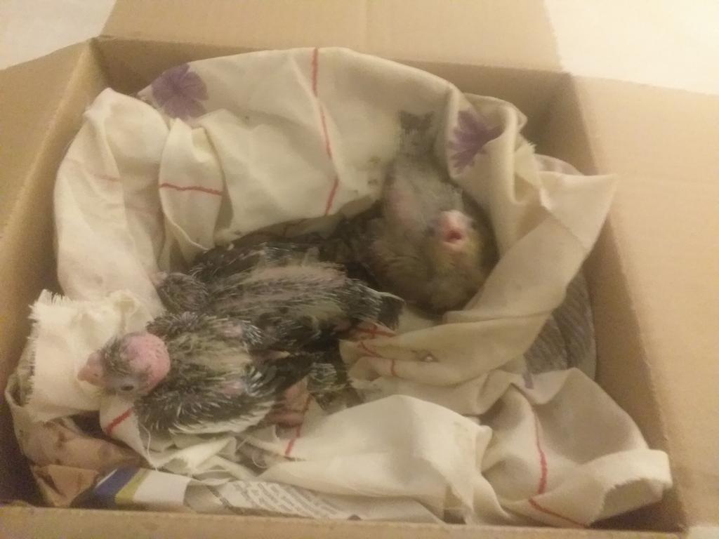 3 jonge geringd  2witkop valkparkieten en 1cinnamon valkpark