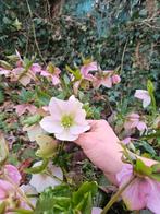 kerstrozen, Tuin en Terras, Ophalen