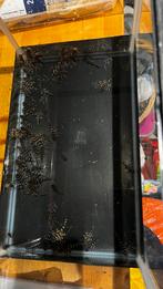 L333, Vis, Zoetwatervis