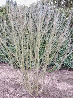 Grote hibiscusplant met witte bloemen, Tuin en Terras, Ophalen