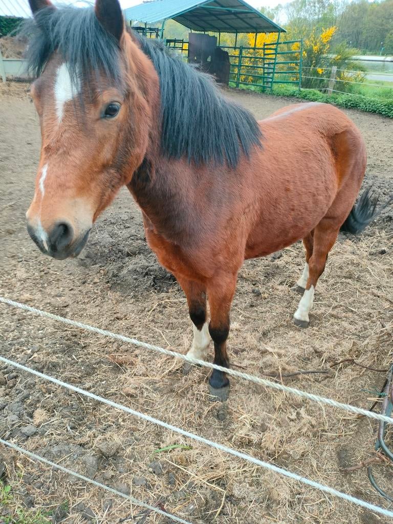 Mooie ruin, Dieren en Toebehoren, Paarden, Ruin