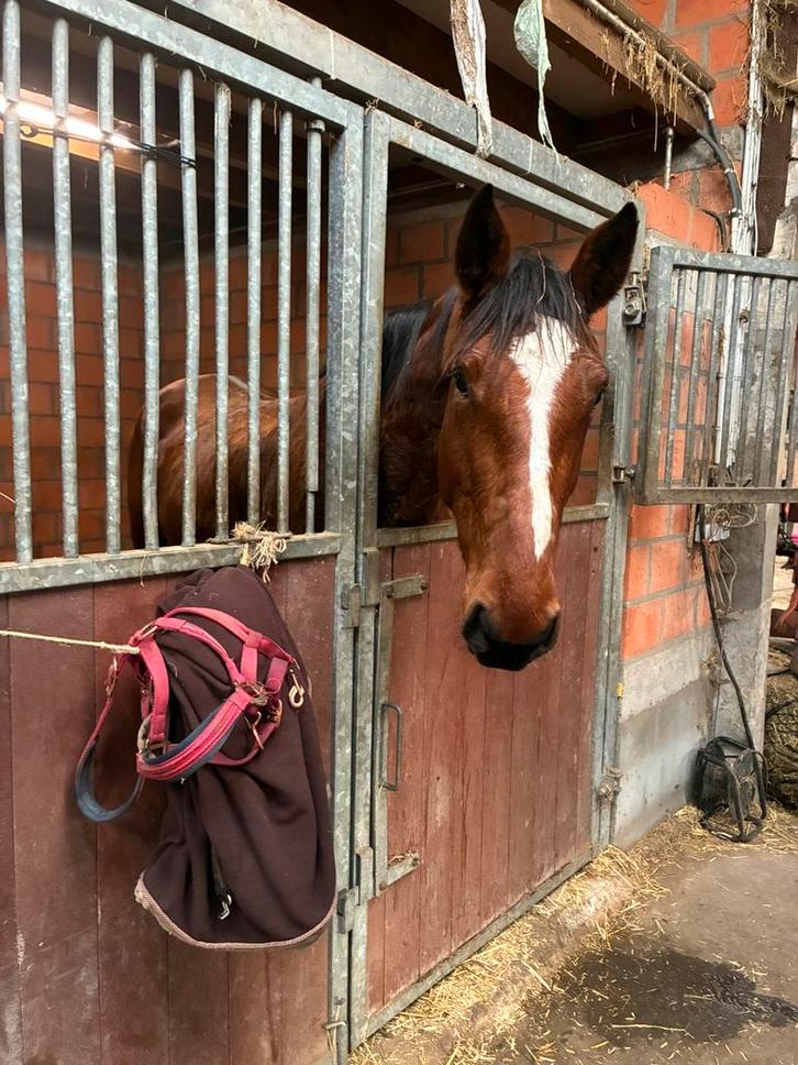 Lieve merrie/fokmerrie te koop, Dieren en Toebehoren, Paarden, Merrie, Z, 165 tot 170 cm, 3 tot 6 jaar, Met stamboom, Gechipt