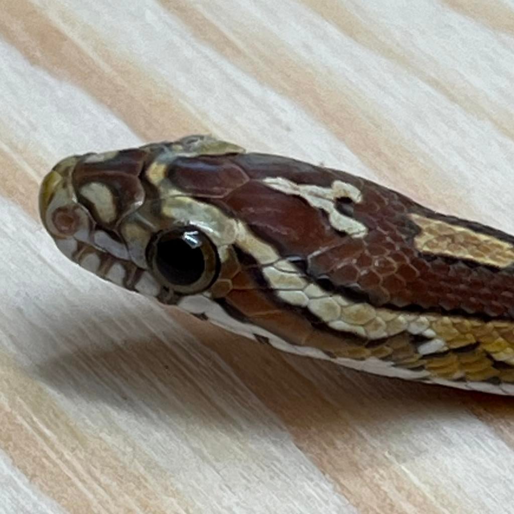 Amber Korenslang 10 maand, vrouw (Laatste!), Slang, Tam, 0 tot 2 jaar