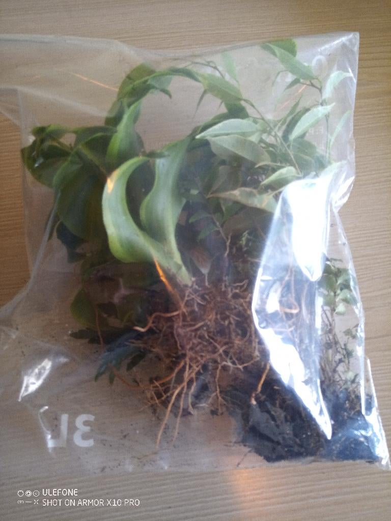 Plantes pour terrarium., Animaux & Accessoires, Reptiles & Amphibiens