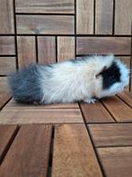Ch teddy beer, Dieren en Toebehoren, Cavia, Mannelijk, December, Tam
