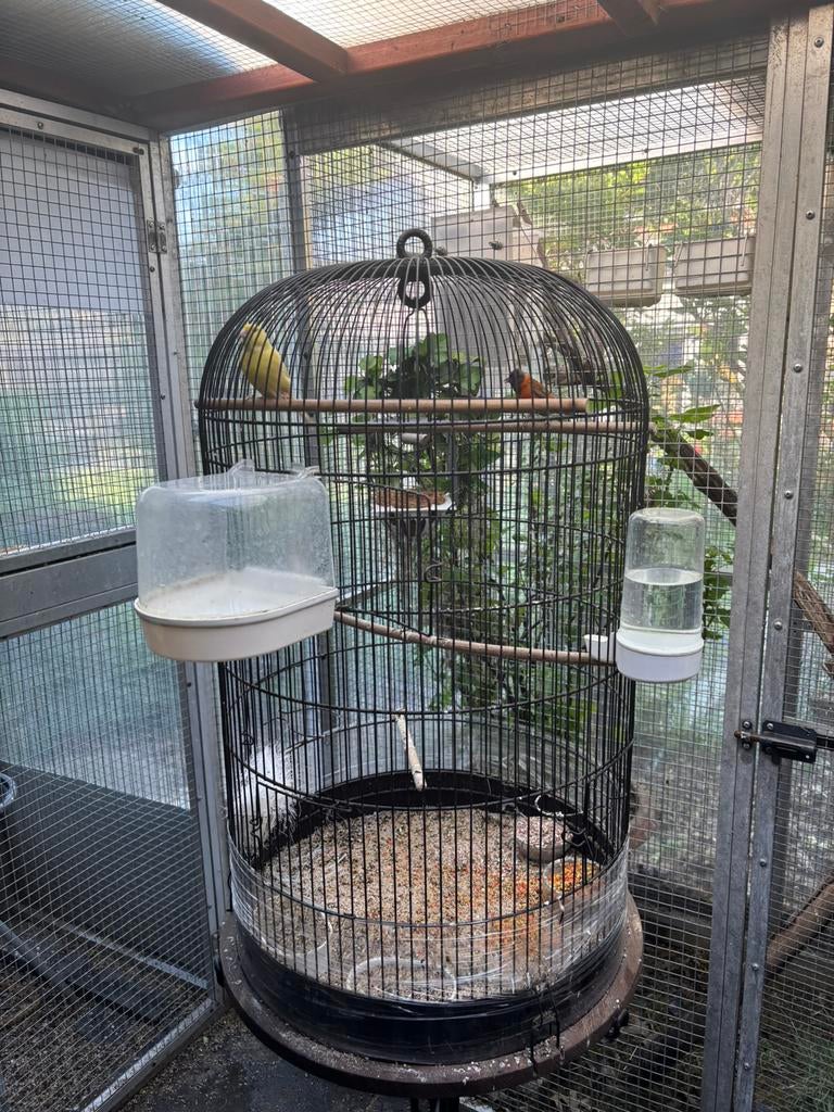 Sierkooien, Dieren en Toebehoren, Ophalen, Zo goed als nieuw